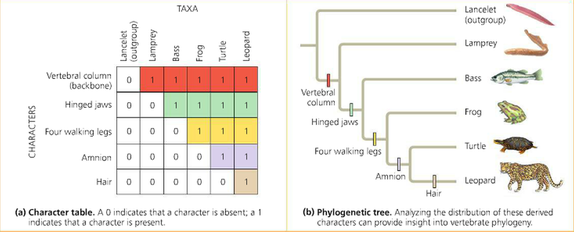 what is a phylogenies